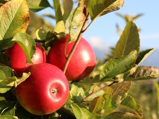 Appartamento per vacanze Lana Registrazione all'aperto 8