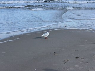 Seagull on the beach