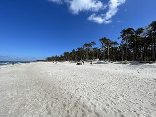 Der Wald am Weststrand