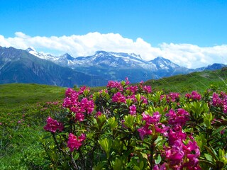 Sommer auf der Belalp.