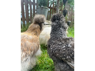 Ferienhaus St. Martin in Passeier Außenaufnahme 12