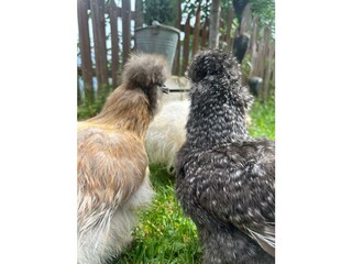 Vakantiehuis St. Martin in Passeier Buitenaudio-opname 12