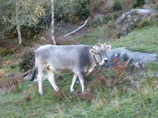 Ferienhaus St. Martin in Passeier Umgebung 32