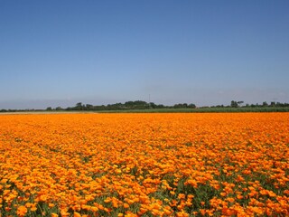 Casa per le vacanze Ouddorp Ambiente 28