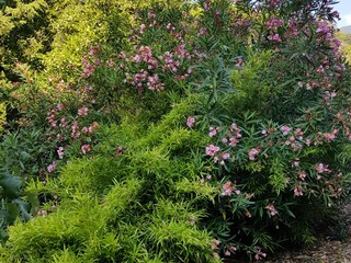 Vakantieappartement Badalucco Buitenaudio-opname 18