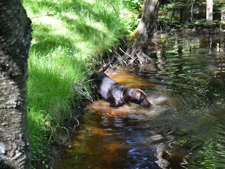 Spaziergang am Bach