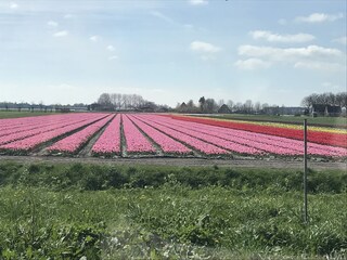 Tulpenfelder