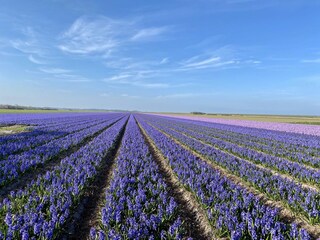 Bungalow Sint Maartenszee Ambiente 12