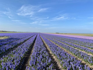 Bungalow Sint Maartenszee Umgebung 12