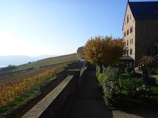 Blick über die Weinberge vom Kloster St. Hildegard
