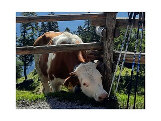 Appartamento per vacanze Wallgau Ambiente 39