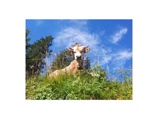 Appartamento per vacanze Wallgau Ambiente 40