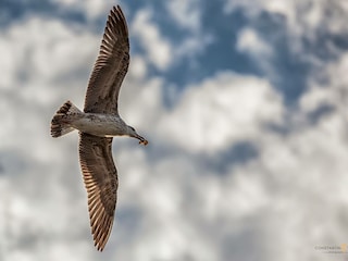 Holiday apartment Borkum Environment 19