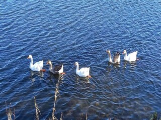 Chalet Vielsalm Environnement 34