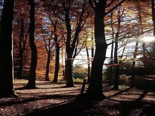Chalet Vielsalm Ambiente 40