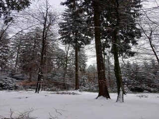 Chalet Vielsalm Environnement 31
