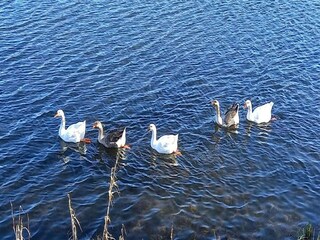 Chalet Vielsalm Ambiente 35