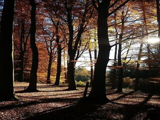 Chalet Vielsalm Umgebung 36