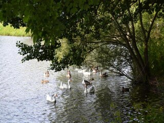 Chalet Vielsalm Ambiente 30