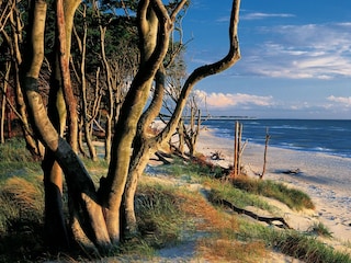 am Weststrand des Darß weht ein Hauch von Wildheit
