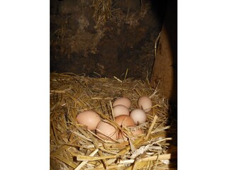 Appartamento per vacanze Neustift im Stubaital Registrazione all'aperto 9