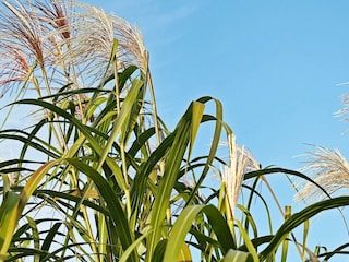 Maison de vacances Olpenitz  10