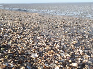 Muscheln suchen am Wattenmeer