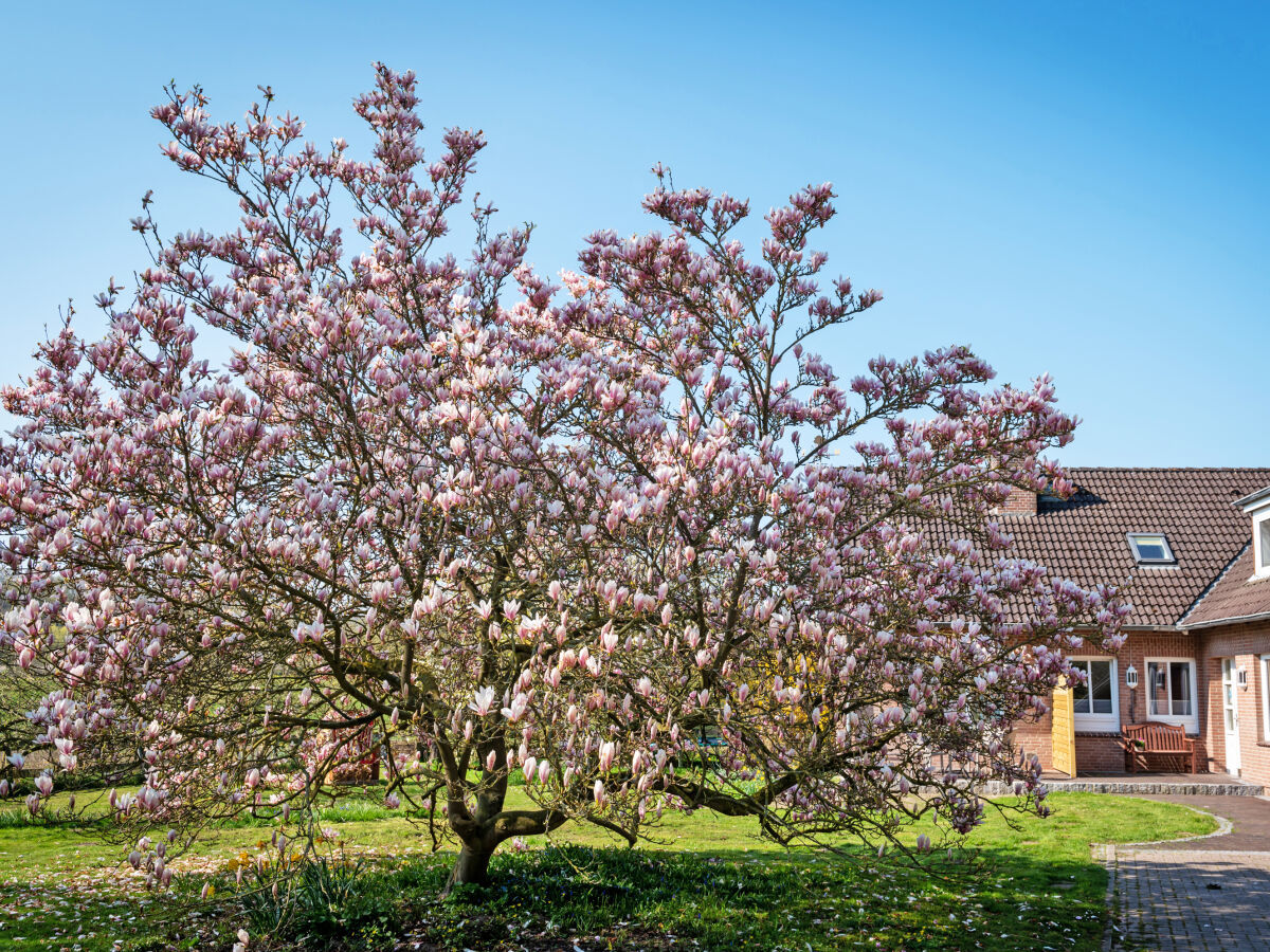 Frühling