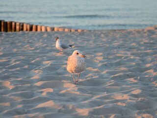 Common gull at the beach