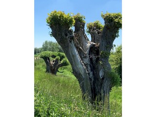 Vakantiehuis Cadzand-Bad Omgeving 25