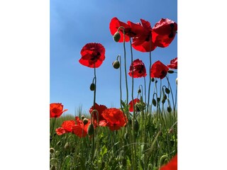 Casa per le vacanze Cadzand-Bad Ambiente 26