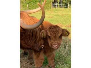 Casa per le vacanze Cadzand-Bad Ambiente 27