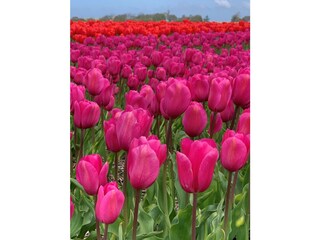 Appartamento Cadzand-Bad Ambiente 23