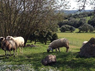 Casa per le vacanze Sineu Ambiente 24