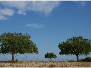 Casa per le vacanze Sineu Ambiente 23