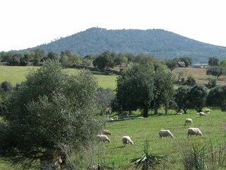 Casa per le vacanze Sineu Ambiente 25