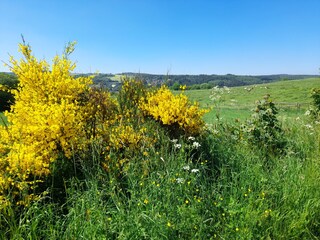 Eifelgold am Wegesrand