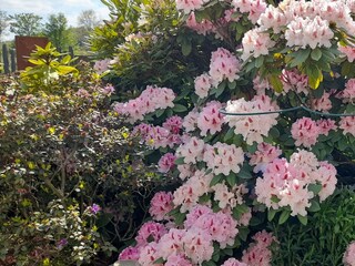 schöne Blüten