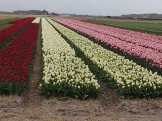 Casa per le vacanze Julianadorp Ambiente 16