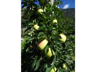 Appartamento per vacanze Naturns Registrazione all'aperto 4