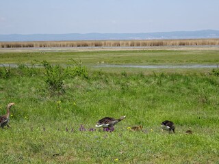 Appartamento Mönchhof Ambiente 12
