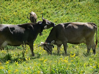 Appartement de vacances Oberstdorf Environnement 20