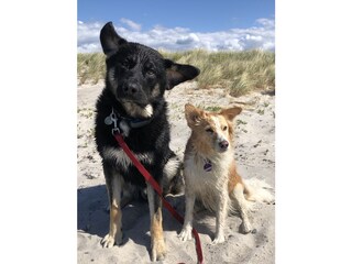 Holiday house Großenbrode Environment 29