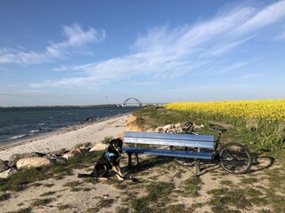 Radeln/ Laufen bis zur Fehmarnsundbrücke