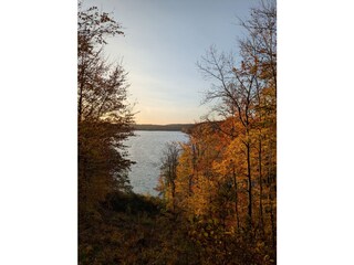 Buchenwald in Umgebung