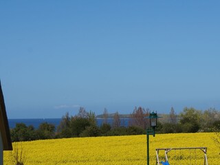 Ostseeblick zur Rapsblüte