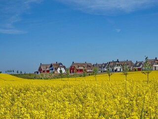 Reethausgebiet De Poeler Drift zur Rapsblüte