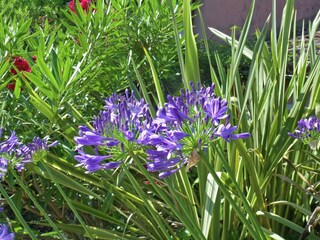 Maison de vacances Six-Fours-les-Plages Enregistrement extérieur 4