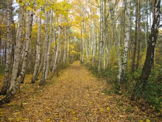 Appartamento per vacanze Thiessow Ambiente 18