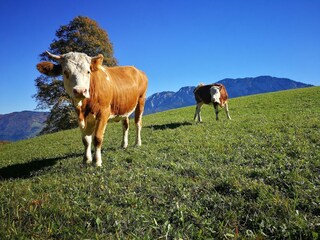 Appartamento per vacanze Unterach am Attersee Ambiente 32